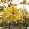 黃花風鈴木多花庭院景觀樹 生態園林綠化工程 基地直銷黃風鈴苗木