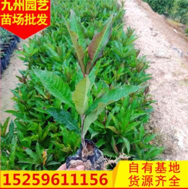 硬枝黃蟬小袋苗花卉盆栽批發(fā) 基地農(nóng)戶直銷園林綠化景觀工程