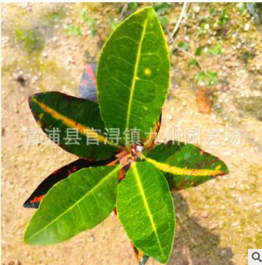 彩霞變?nèi)~木小袋苗花卉盆栽批發(fā) 基地農(nóng)戶直銷園林綠化景觀工程