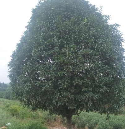 廣西桂花樹批發(fā) 桂花樹批發(fā) 桂花批發(fā)