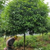廣西桂花樹價格 桂花樹價格 桂花價格