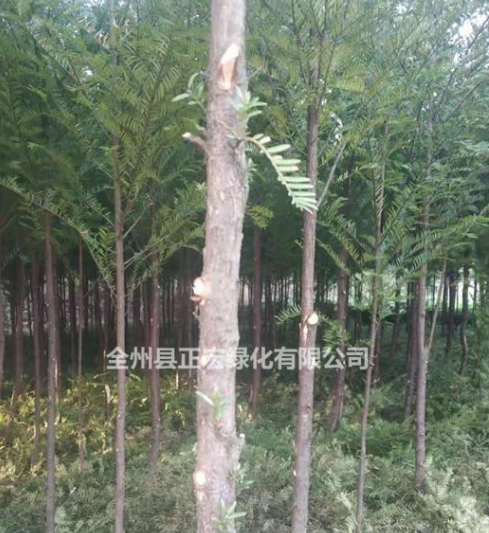 紅豆杉產(chǎn)地