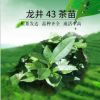 龍井43號茶苗 茶樹苗 無性系繁殖苗 精心培育品質保證 苗場直銷