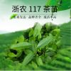 浙農117#茶苗 茶樹苗 無性系繁殖苗 品質保證 苗場直售