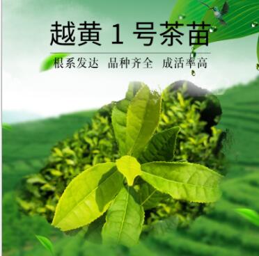 嵊州越黃1號茶苗 茶樹苗無性系繁殖苗 精心培育品質保證