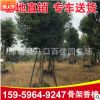 批發(fā)工程苗木 胸徑12高度4-5米骨架移植香樟 大量批發(fā)骨架香樟
