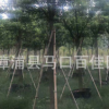 骨架香樟 福建基地直銷 香樟地苗 精品香樟 大骨架香樟批發(fā)