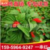 一串紅工程苗 花卉基地直銷 鮮艷觀賞花卉 路政綠化 一串紅批發(fā)