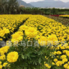 孔雀草小苗袋苗杯苗 四季草花 景觀綠化花卉 量大從優(yōu)