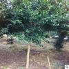 苗圃直銷綠茶大樹 工程綠化植物批發(fā) 精品苗木綠茶大樹廠家直供