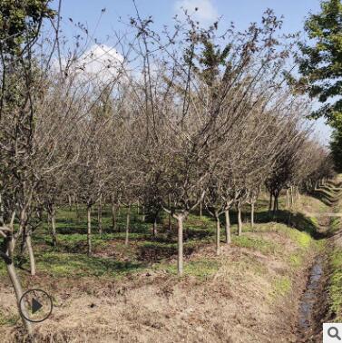 基地垂絲海棠苗木批發(fā)優(yōu)質(zhì)大胸徑現(xiàn)貨直銷街道綠化工程垂絲海棠