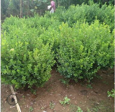 基地直銷小葉黃楊球 各種規格 品種齊全 量大優惠