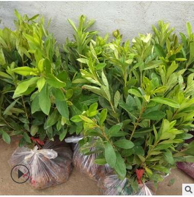 供應各種規格杜鵑 毛娟 紫鵑 杜鵑 夏娟