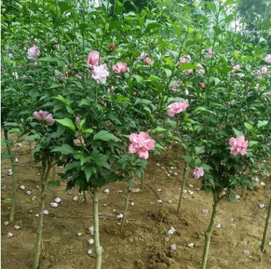 耐熱又耐寒 夏秋開花 木槿 精品花灌木 可做花籬式綠籬 孤植 叢植