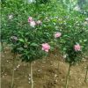 耐熱又耐寒 夏秋開花 木槿 精品花灌木 可做花籬式綠籬 孤植 叢植