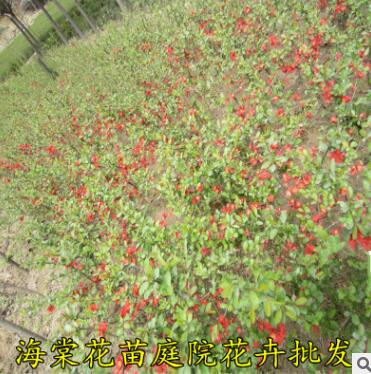 批發貼梗海棠綠化工程樹 西府海棠樹木瓜海棠 規格齊全 成活率高