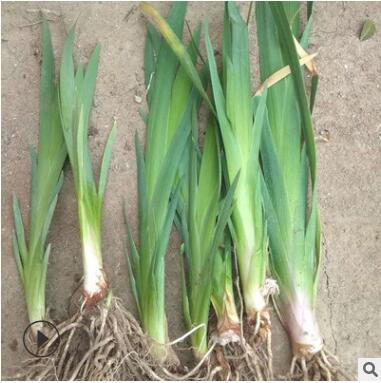 產地直銷 黃菖蒲 黃花 鳶尾 基地批發價格 人工濕地水生植物