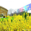 農(nóng)家直銷 迎春花 各種規(guī)格 綠化工程 成活率高