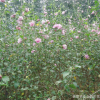 苗圃提供 木槿樹苗花 蕭山基地直銷 瓜子黃楊小苗 各種規(guī)格