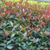 苗圃提供 紅葉石楠樹苗 瓜子黃楊小苗 各種規(guī)格