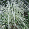 農(nóng)家提供 花葉芒 品種齊全 成活率高 耐寒地被