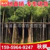 重陽(yáng)木 秋楓移栽苗 園林行道風(fēng)景樹(shù)大量批發(fā)