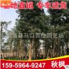 秋楓樹(shù) 重陽(yáng)木 精品秋楓移植苗 園林景觀供應(yīng)