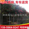 雞冠刺桐 福建基地直銷(xiāo) 象牙紅 大量批發(fā)