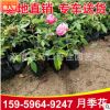 月季花杯苗 室外爬藤攀援月季花苗 大量批發(fā)