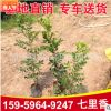 七里香杯苗 多規(guī)格供應(yīng) 福建基地直銷(xiāo)批發(fā)
