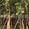 大葉榕 福建基地直銷(xiāo) 多規(guī)格供應(yīng) 大量批發(fā)