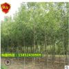 苗圃直銷白蠟樹 速生白蠟 對節(jié)白臘小樹批發(fā)綠化工程庭院樹