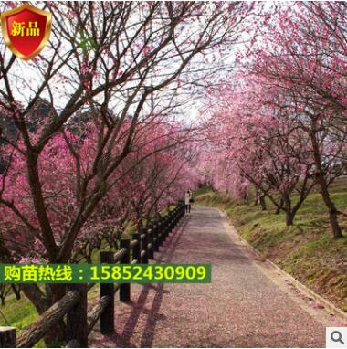 批發基地直銷 重瓣觀賞結果兩用桃花苗 實生桃花樹苗占地樹 地栽