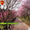 批發(fā)基地直銷 重瓣觀賞結(jié)果兩用桃花苗 實(shí)生桃花樹苗占地樹 地栽