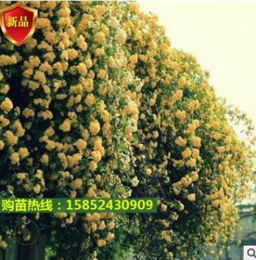 薔薇花爬藤月季濃香型大花四季爬墻庭院開花不斷玫瑰帶花卉盆栽