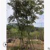 漳州苗木批發花棋木泰國櫻花自產自銷庭院盆栽景觀櫻花