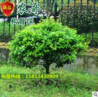 四季常青無刺枸骨球 圣誕果 無刺枸骨果 大小規格齊全