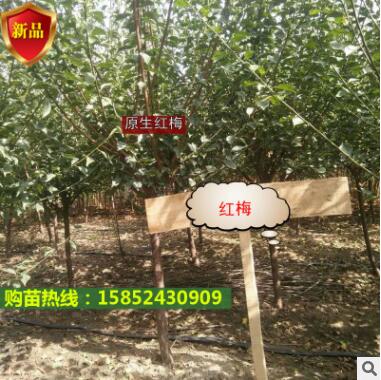 原生紅梅樹苗基地批發庭院觀賞植物 室內裝飾紅梅花苗 嫁接臘梅苗