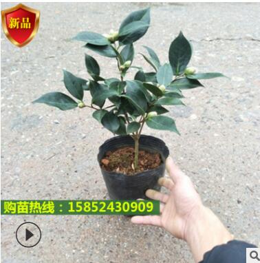 四季好養茶花樹盆栽耐寒花卉觀花植物室內花卉綠植開花不斷