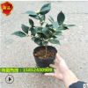四季好養(yǎng)茶花樹盆栽耐寒花卉觀花植物室內(nèi)花卉綠植開花不斷