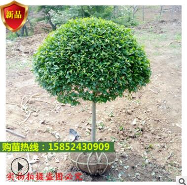 側柏常青植物 綠化苗木 庭院綠化