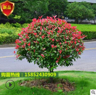 四季紅葉石楠球火焰紅庭院紅羅賓籬笆高桿工程綠化樹苗