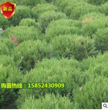 蜀檜球 檜柏球 檜柏球 松柏 刺柏河南檜球 塔柏圓柏筆柏樹苗批發