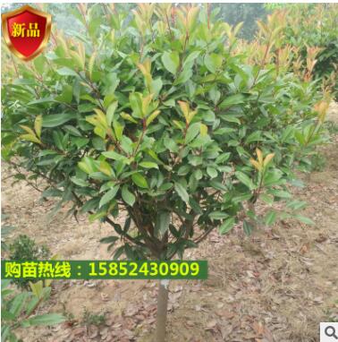 工程綠化樹木直銷 紅葉石楠球樹 地被綠化彩葉紅葉石楠球