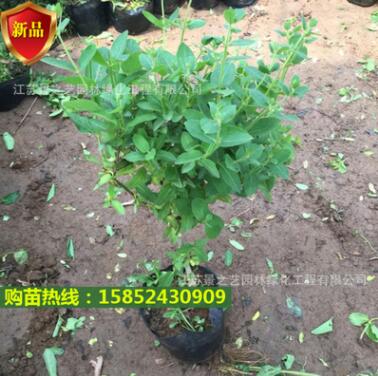 批發金銀花盆栽樹苗紅白花陽臺庭院爬墻樹樁樹苗攀援植物盆栽種植