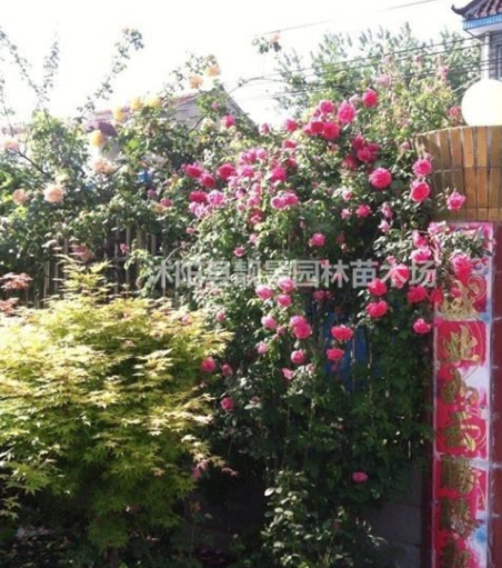 藤本月季新價格，藤本月季帶花苞，藤本月季苗快遞發貨