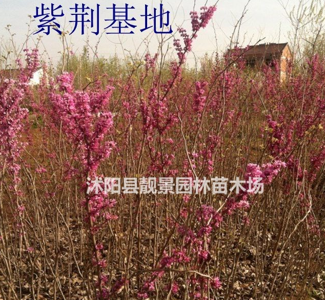 目前紫荊苗多少錢一棵，紫荊苗產地在哪里，紫荊花樹怎么賣？