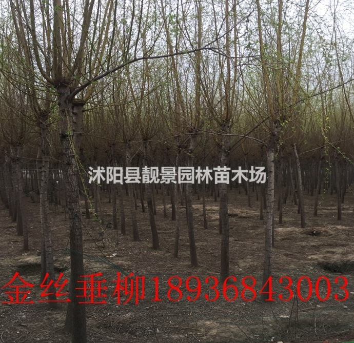 目前金絲垂柳多少錢一棵，垂柳哪里有賣，垂柳8公分報價