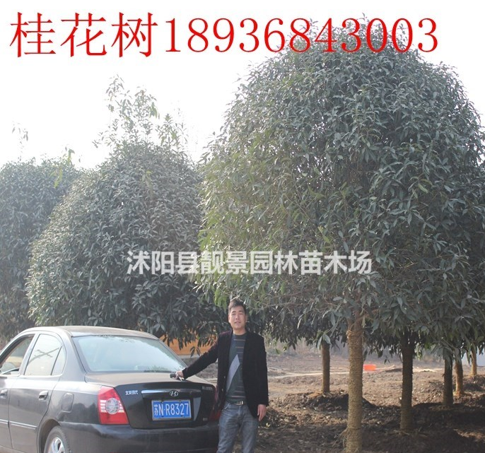 桂花樹多少錢，桂花樹哪里有，江蘇桂花樹報價