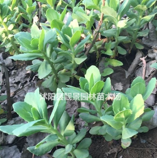 八寶景天多少錢一株